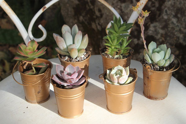 bridal shower favors succulents bridal shower favors succulents