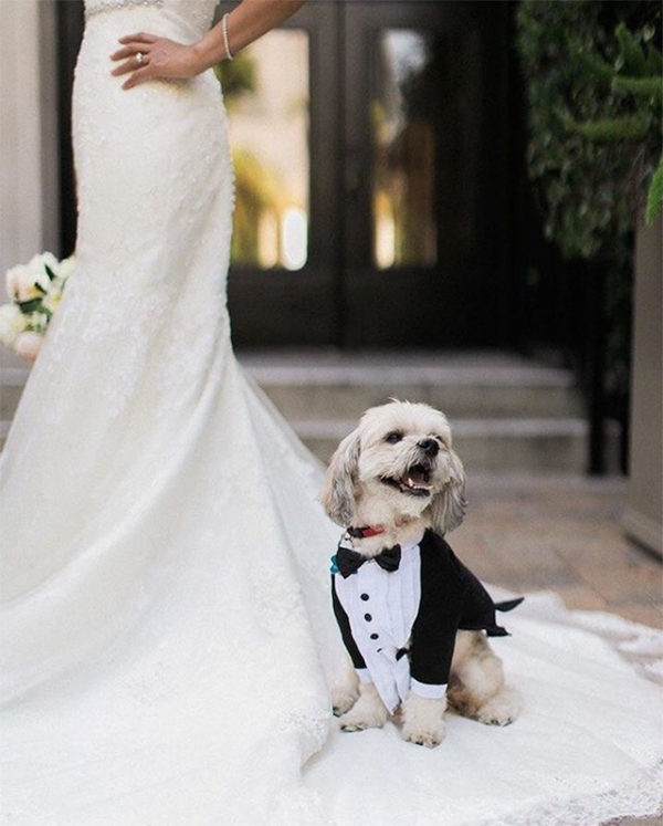 dog in wedding dog in wedding