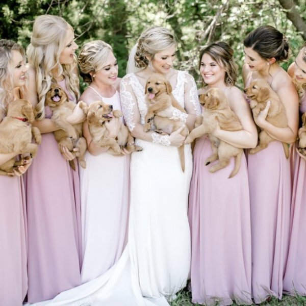 Bride and bridesmaids carrying puppies Bride and bridesmaids carrying puppies