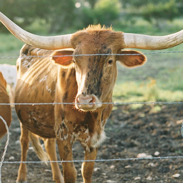 ranch wedding ranch wedding